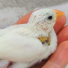 最新画像になります☆　大きなお口がアピール♫　お家にいくーっとぉ～～　白文鳥～～