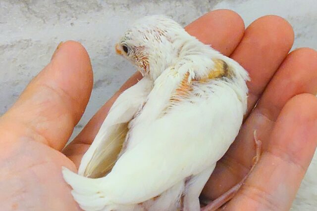 白文鳥