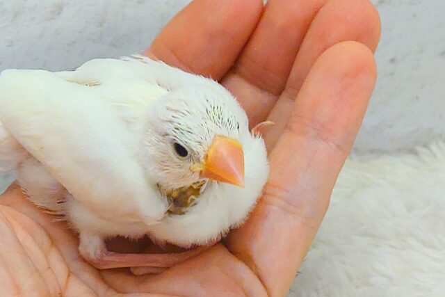 白文鳥
