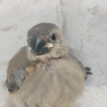 最新画像になります☆　記録しましょう☆彡　文鳥みさいるが育つ日々～を　桜文鳥～～