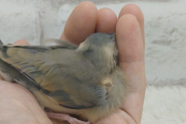 桜文鳥