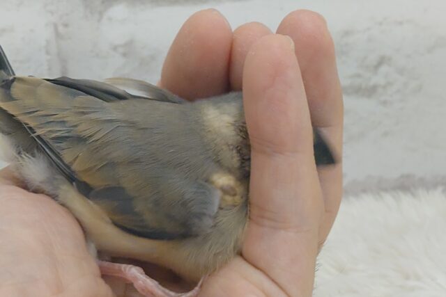 桜文鳥