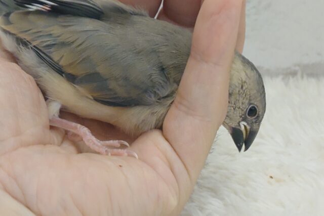 桜文鳥