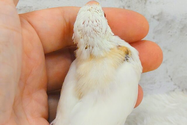 アルビノ文鳥