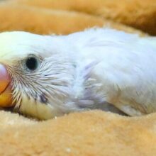 ｷﾚｲ☆ほんわか上品カラーさんっ　セキセイインコ　ライラックレインボー〜〜