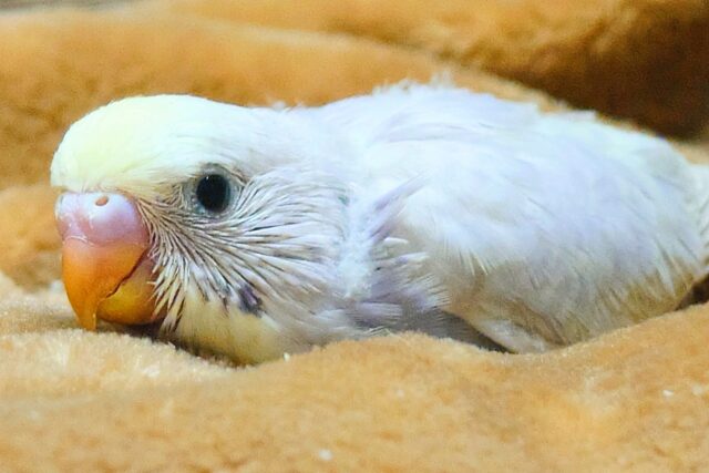 ｷﾚｲ☆ほんわか上品カラーさんっ　セキセイインコ　ライラックレインボー〜〜