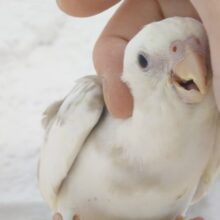最新画像になります☆　ふんわり柔らか🫧甘いマスクが目印です💫オカメインコ(WFシナモンパイド) ヒナ