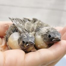 元気いっぱい！キンカチョウ