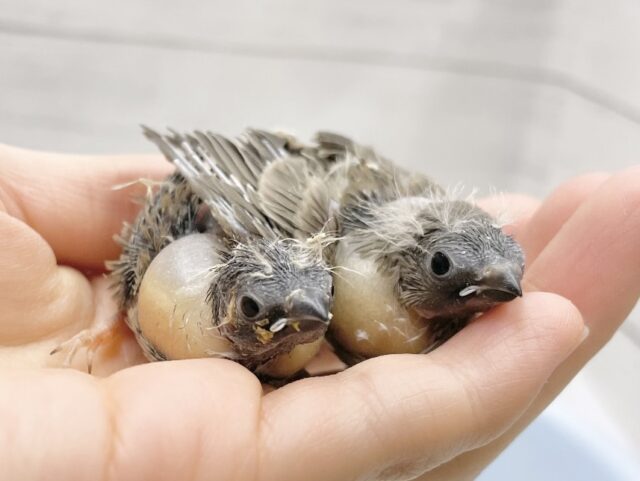 元気いっぱい！キンカチョウ