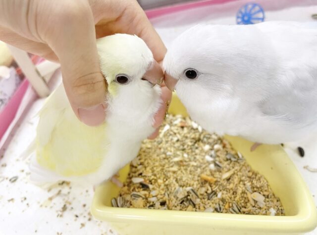 オキナインコ