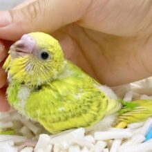 新緑カラーのグリーンさん🌳セキセイインコ（グリーンスパングル）