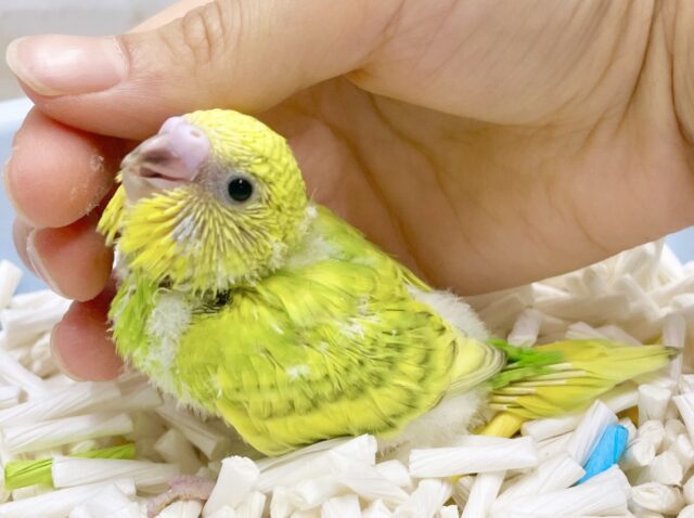 新緑カラーのグリーンさん🌳セキセイインコ（グリーンスパングル）