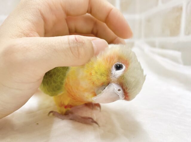 説明画像です