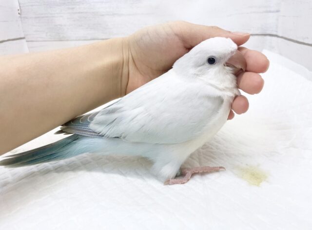 オキナインコ