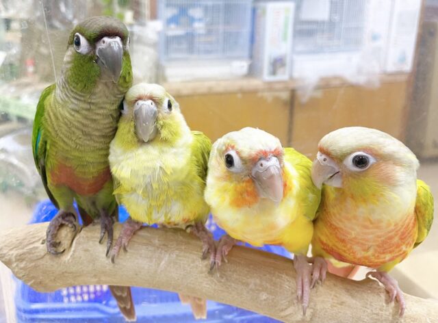 ウロコフェア第二弾✨🎉🥳開催中
