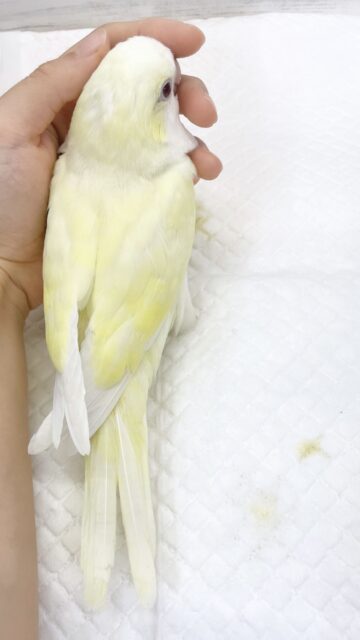 オキナインコ