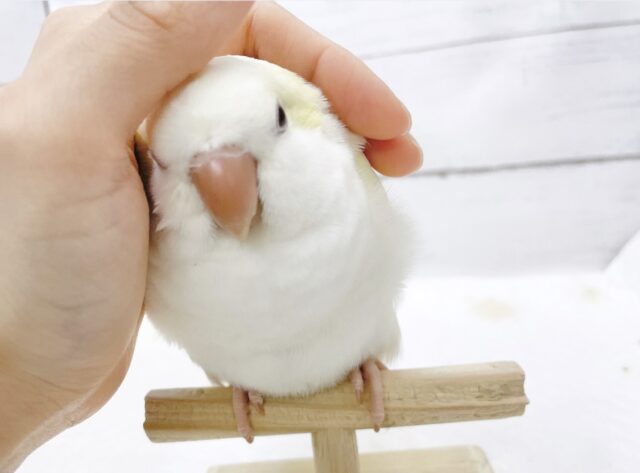 オキナインコ