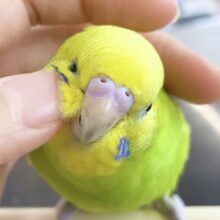 最新画像あり⭐️王道人気カラー🍀セキセイインコ（グリーンスパングル）