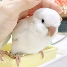 最新画像あり⭐︎癒しのほんわか優しブルー🛁オキナインコ（ブルーパリドオパーリン）