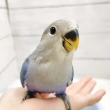 最新画像あり⭐️美しブルーの人気カラー🫐コザクラインコ（バイオレット）