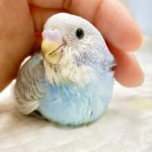 青空カラー🩵🤍セキセイインコ（ブルースパングル）