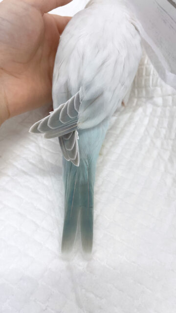 オキナインコ