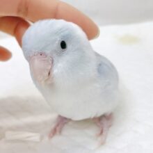 最新画像あり⭐️動画あり⭐︎人気カラー🩵マメルリハインコ（アメリカンホワイト）