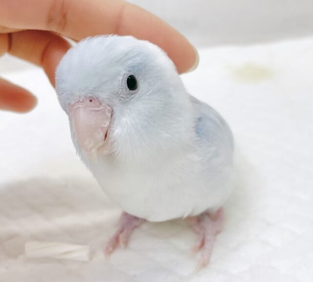 最新画像あり⭐️動画あり⭐︎人気カラー🩵マメルリハインコ（アメリカンホワイト）