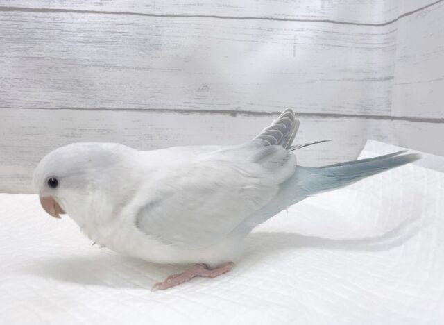 オキナインコ