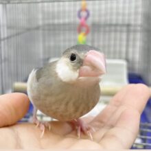 最新画像あり⭐️キュートフェイスな桜さん🥰桜文鳥