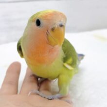 最新画像あり⭐️カラフルカラーのコザクラさん🧡💛💚コザクラインコ（タイガーチェリー）