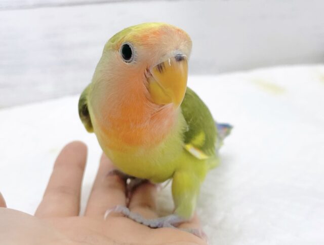 最新画像あり⭐️カラフルカラーのコザクラさん🧡💛💚コザクラインコ（タイガーチェリー）