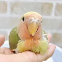 最新画像あり⭐️カラフルカラーのコザクラさん🧡💛💚コザクラインコ（タイガーチェリー）