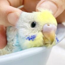 キラキラおめめ✨セキセイインコ（パステルレインボー）