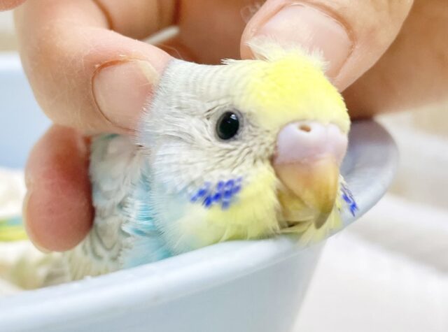 キラキラおめめ✨セキセイインコ（パステルレインボー）