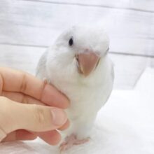 最新画像あり⭐︎癒しのほんわか優しブルー🛁オキナインコ（ブルーパリドオパーリン）