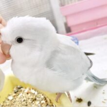 最新画像あり⭐︎癒しのほんわか優しブルー🛁オキナインコ（ブルーパリドオパーリン）