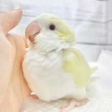 最新画像あり⭐️ふんわりレモンクリーム🍋🍦オキナインコ（クリーム）