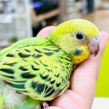 【最新画像】元気いっぱい！セキセイインコちゃん（オパーリン）ヒナ