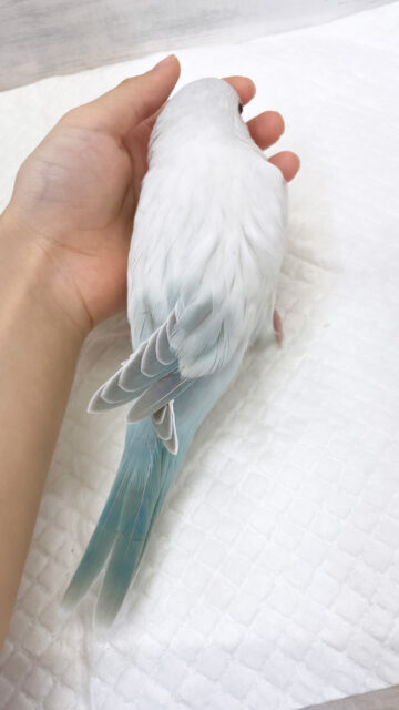 オキナインコ