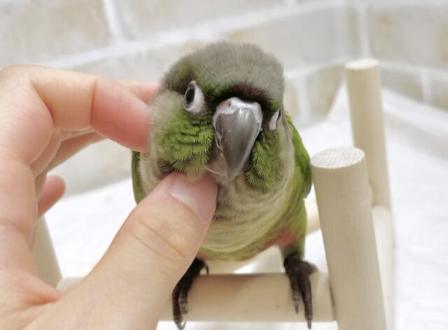説明画像です