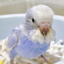 癒しのディープブルー🫐セキセイインコ（ブルースパングル）