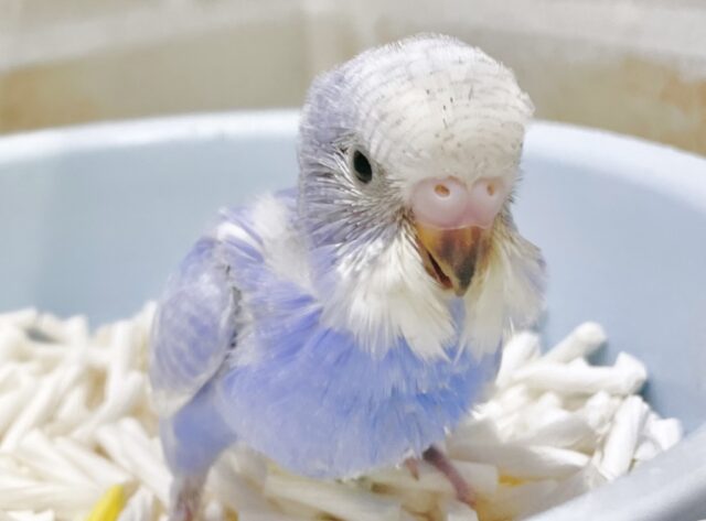 癒しのディープブルー🫐セキセイインコ（ブルースパングル）