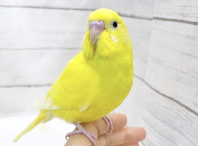 最新画像あり⭐️レアなビタミンイエローさん☀️セキセイインコ（イエローダブルファクター）