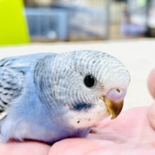 【最新画像】にっこりニコニコ😊セキセイインコちゃん（オパーリン）ヒナ