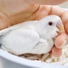 最新画像あり⭐️雪だるまちゃん⛄️セキセイインコ（アルビノ）
