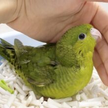 ポピポピ〜🍀サザナミインコ（グリーン）