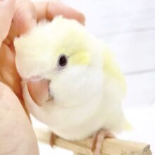 最新画像あり⭐️ふんわりレモンクリーム🍋🍦オキナインコ（クリーム）