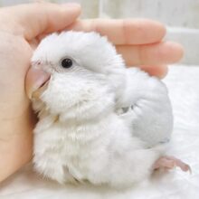 癒しのほんわか優しブルー🛁オキナインコ（ブルーパリドオパーリン）