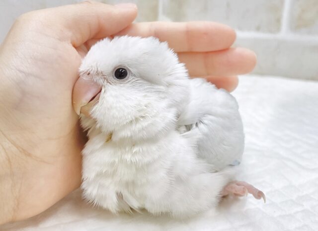 癒しのほんわか優しブルー🛁オキナインコ（ブルーパリドオパーリン）